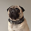 Punch dog collar, View: Worn, worn, view 5 of 5