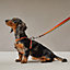 Rocabar dog leash, View: Worn, worn, view 1 of 2
