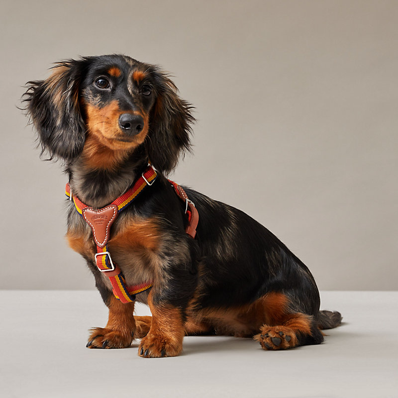 hot dog dog harness