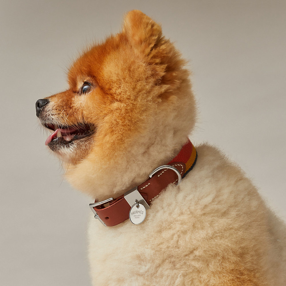 dog collar hermes