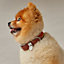 Rocabar III dog collar, View: Worn, worn, view 1 of 3