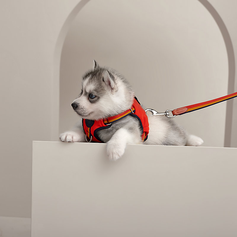 Rocabar dog harness