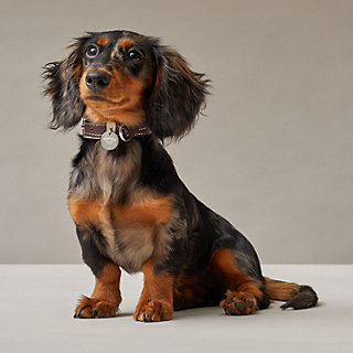 Tresse dog collar