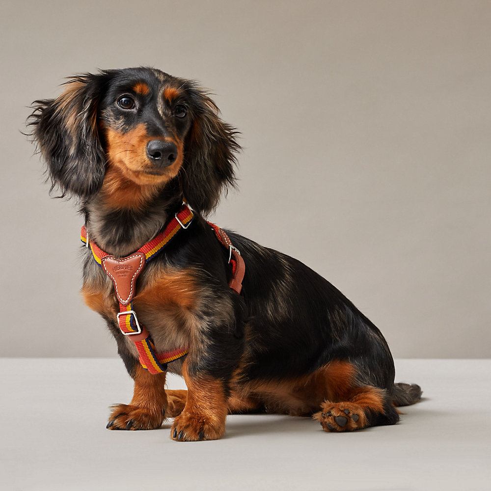 犬用ハーネス 《ロカバール》 | Hermès - エルメス-公式サイト