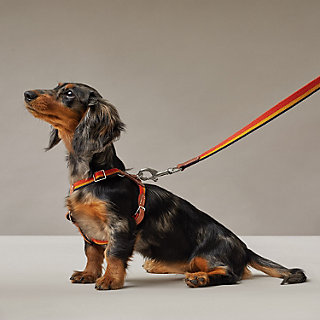 犬用リード 《ロカバール》 | Hermès - エルメス-公式サイト