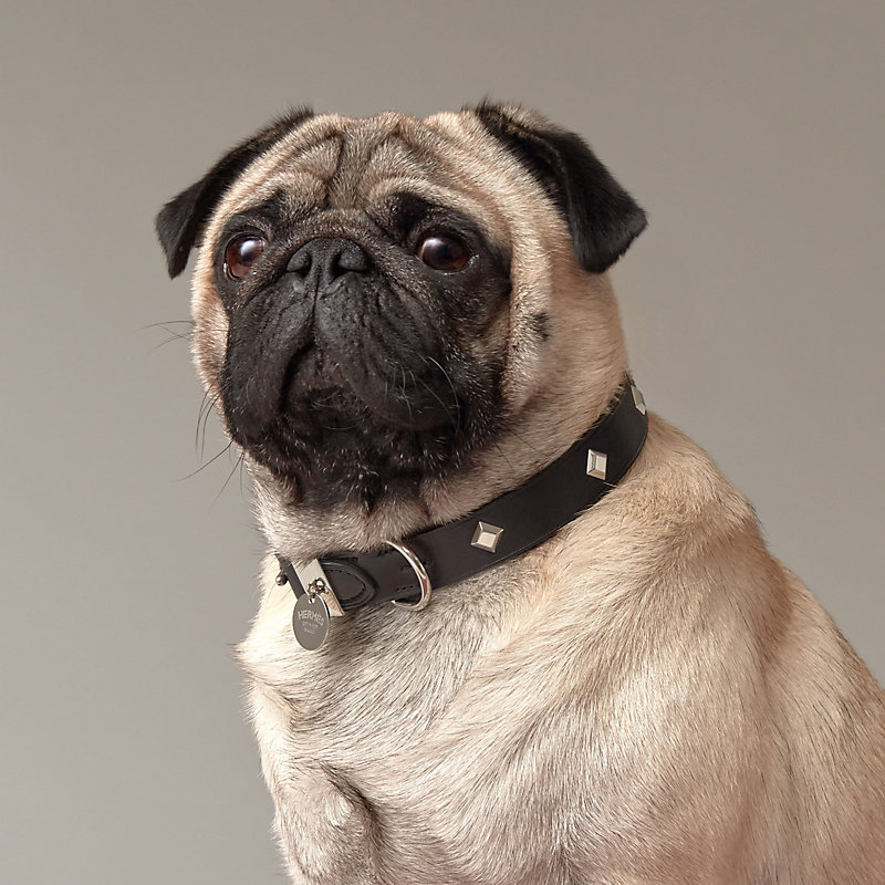 犬用首輪 《パンチ》 | Hermès - エルメス-公式サイト