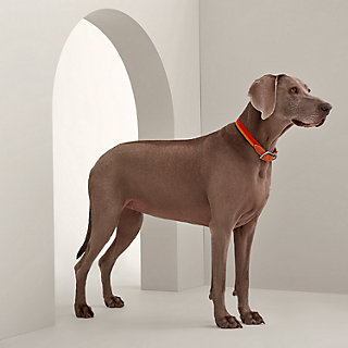 犬用首輪 《ロカバールII》 | Hermès - エルメス-公式サイト