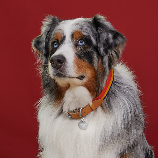 犬用首輪 《ロカバール》 | Hermès - エルメス-公式サイト